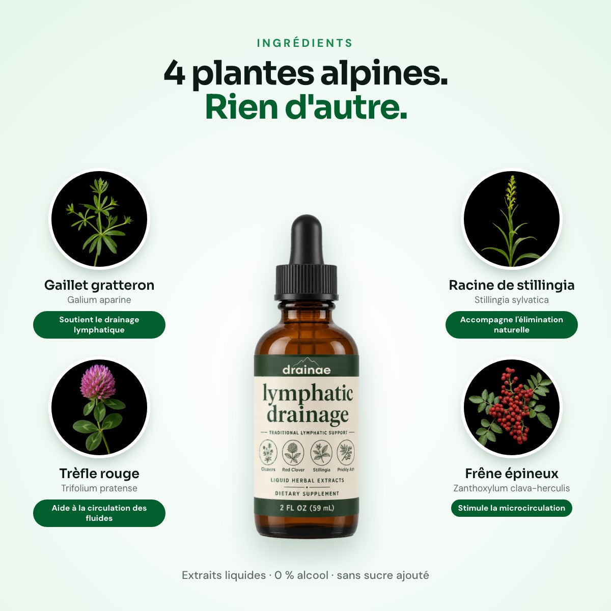 4 plantes et leur rôle : gaillet gratteron, trèfle rouge, stillingia, frêne épineux