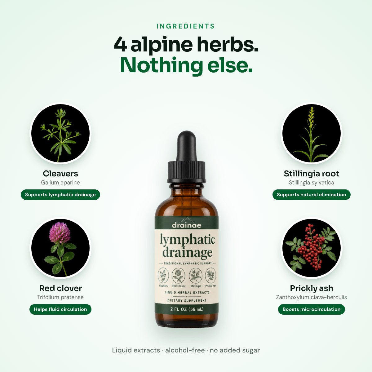 4 herbs and what they do: cleavers, red clover, stillingia, prickly ash